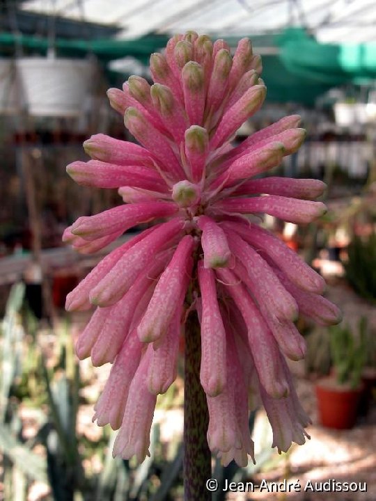 Veltheimia bracteata JAA